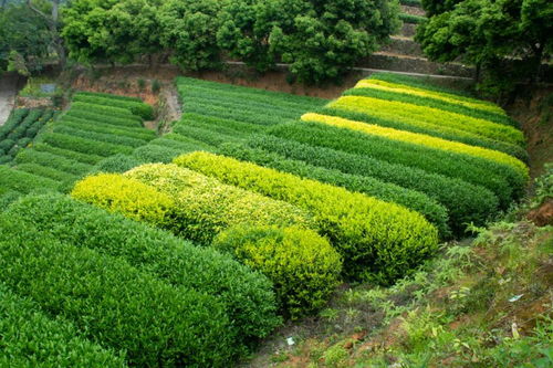 首個國際茶日 坦洋茶谷春季茶旅入選 全國茶鄉旅游精品線路