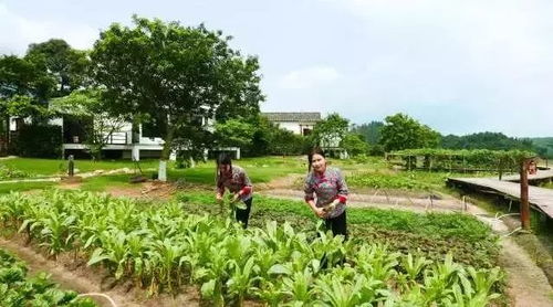 廣州出發(fā),來一場(chǎng)吸氧之旅 住圍屋,賞花海 農(nóng)家美食 吃喝玩樂全都有